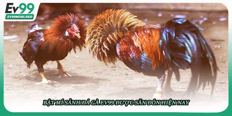 Bật mí sảnh đá gà EV99 được săn đón hiện nay