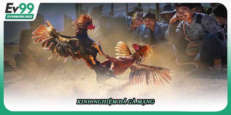 Kinh nghiệm đá gà mạng